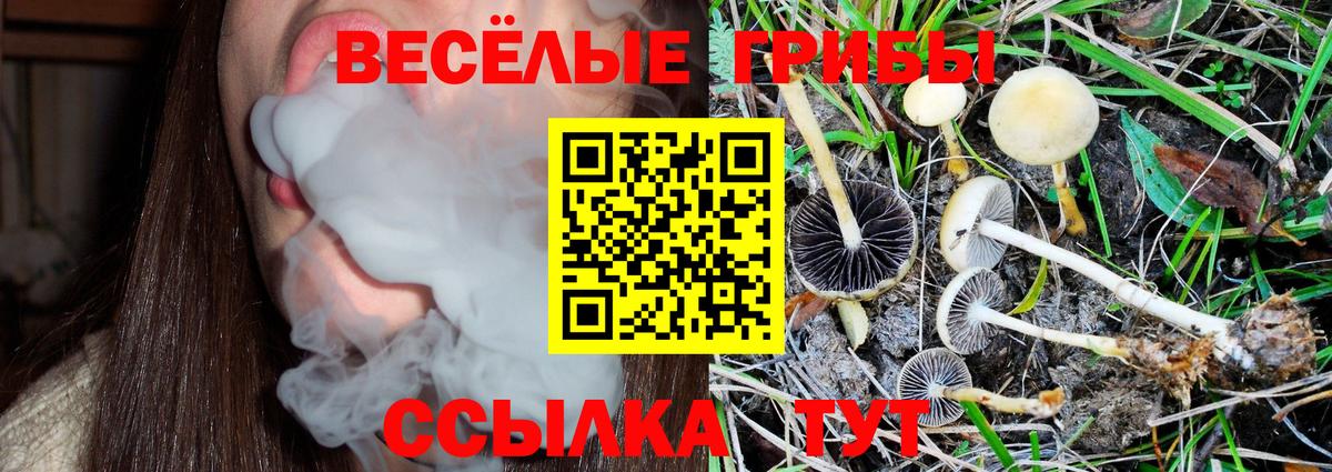 Галлюциногенные грибы Psilocybe Усть-Джегута